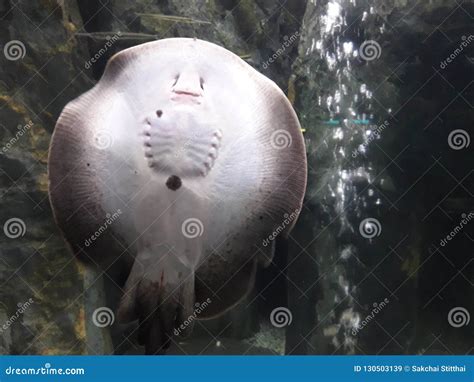 Stingray`s face and smile stock image. Image of bangkok - 130503139
