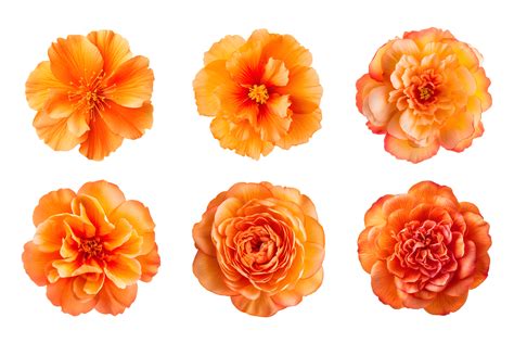 Selection of various orange color flowers isolated on a transparent ...