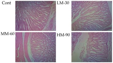 Effect of β-Mannanase Supplementation on Growth Performance, Ileal ...
