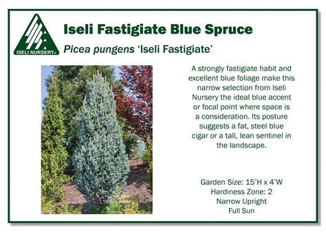 Picea Pungens ‘Iseli Fastigiate’