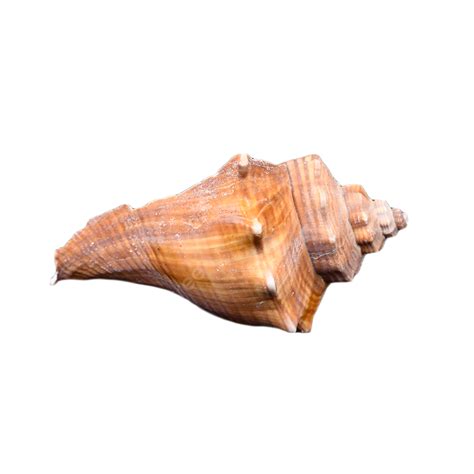Image result for Conch Shell Animal