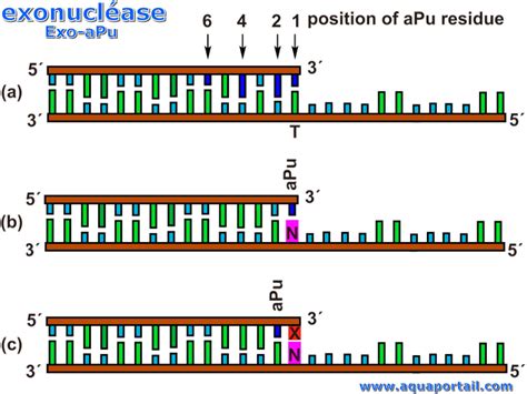 Exonuclease Rna Polymerase at Caitlyn Tooth blog