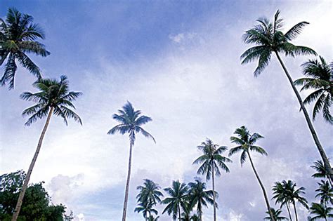 椰子树图片_椰子树图片大全_椰子树图片素材_全景视觉