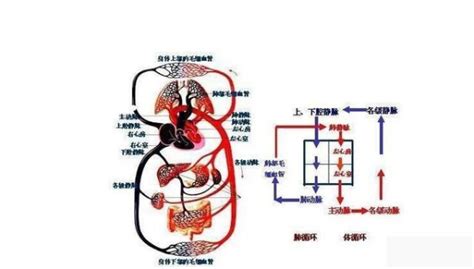 一图牢记：急性心衰诊疗流程！ - 丁香园