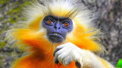 Golden Langur Story: मौसम की तरह रंग बदलने वाले सुनहरे लंगूरों को क् ...