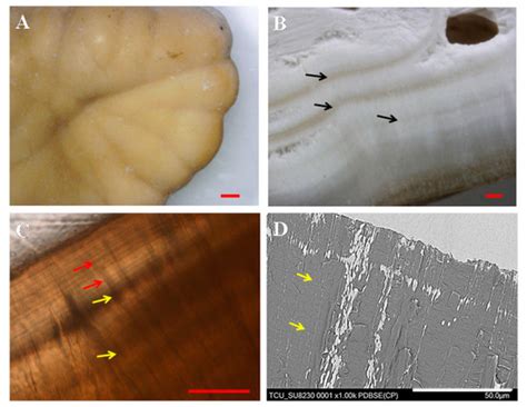 Relation between Fish Habitat and the Periodicity of Incremental Lines ...