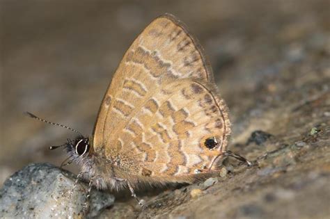 Prosotas pia marginata | Butterfly