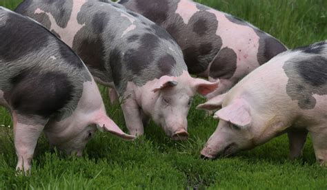 Best Pig Breeds for Meat - Farmhouse Guide