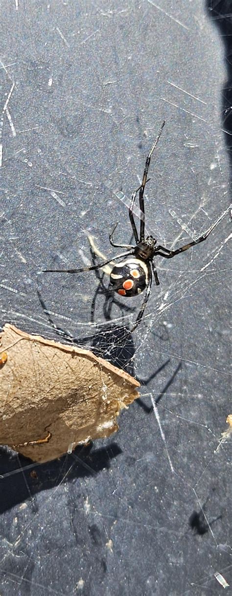 I love the Mediterranean Black Widow spider. : r/spiders