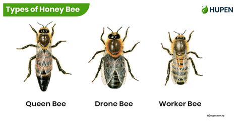 Types Of Honey Bees And Their Functions at Jack Shives blog