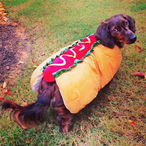 Miniature Dachshund Hot Dog Costume at James Goldsbrough blog