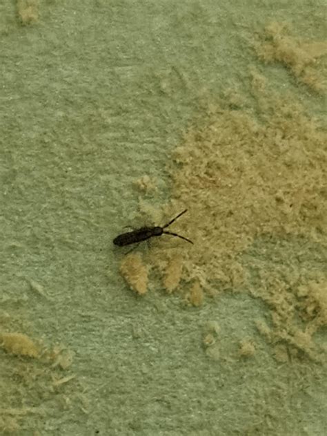 Image result for Springtail vs Termite