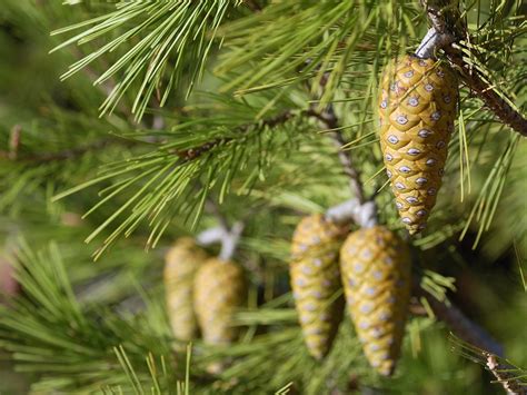 Pino carrasco (Pinus halepensis): Características, identificación y cuidados completos