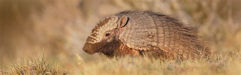 Download wallpaper nature, background, Dwarf battleship, section ...