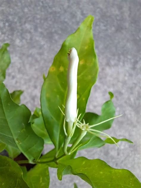 Chillatai Ramar Panam Malli | Ramer Malligai Poo Chedi Healthy Live ...