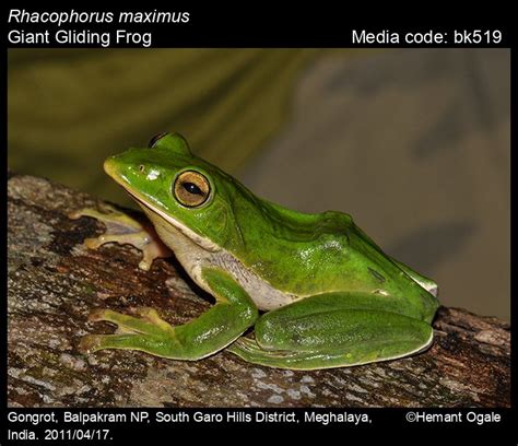 Rhacophorus maximus Günther, 1858 - Giant Gliding Frog | Amphibians
