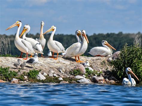 American White Pelican - eBird