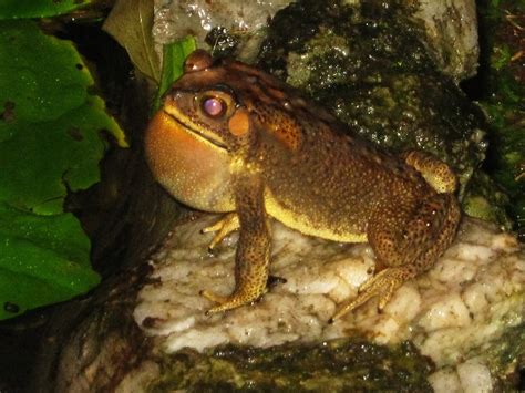 Image result for Toad Croaking Sound
