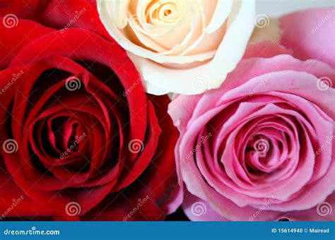 Red, pink and white roses stock photo. Image of colors - 15614940