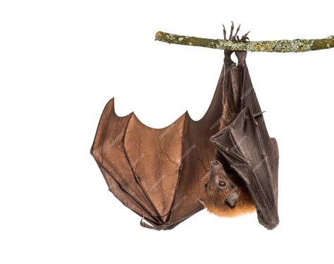 Lyle's flying fox hanging from a branch, pteropus lylei, isolated ...