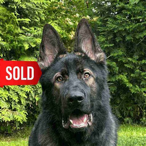 Trained Protection Dogs 的图像结果