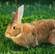 Image result for Good Pet Rabbits