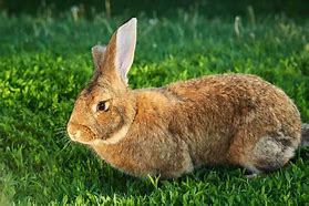 Image result for Rabbits as House Pets