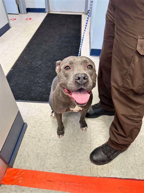 Lorain County Dog Kennel