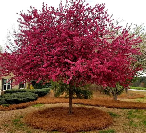 Growers Outlet Loganville | Fasci Garden