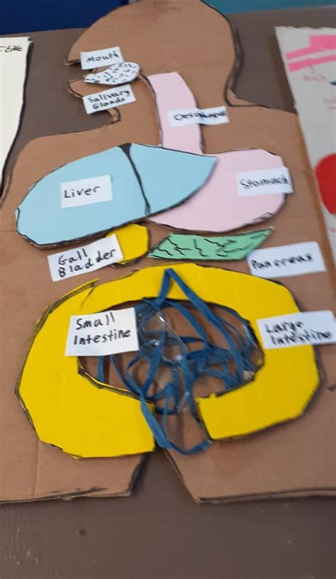 Digestive System Models On Paper Tutorial 的图像结果