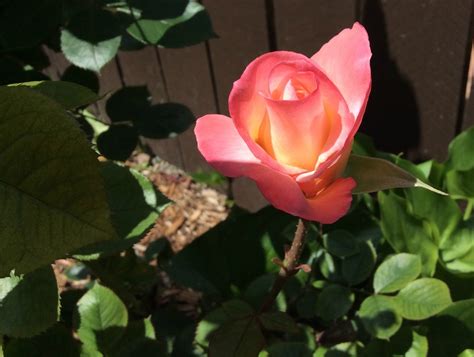 Image result for C Scanf Example