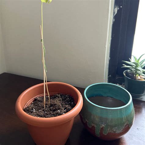 Runner Bean Problems 的图像结果