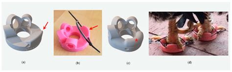 Silicone Shoes for Treatment of Pododermatitis (Bumblefoot) in Pet ...
