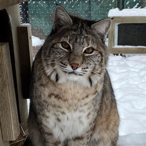 Bobcat As Pet