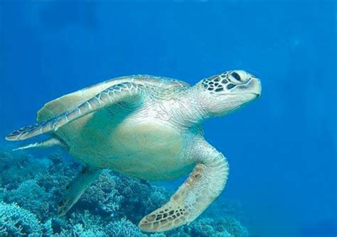 Dawn patrol family surf - Reviews, Photos - Manoa Tours, Watersports ...