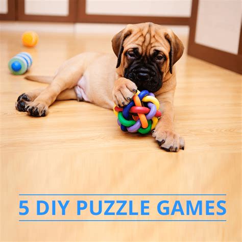 Image result for Homemade Interactive Games for Dogs