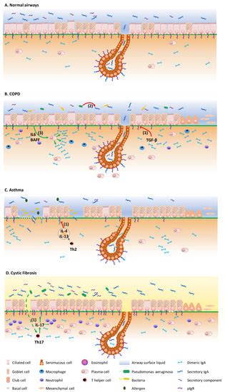 Secretory Immunoglobulin A Immunity in Chronic Obstructive Respiratory ...
