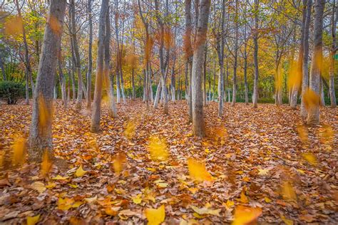 一阵秋风吹过树叶发出了哗啦啦的笑声，大自然的景色真是美妙