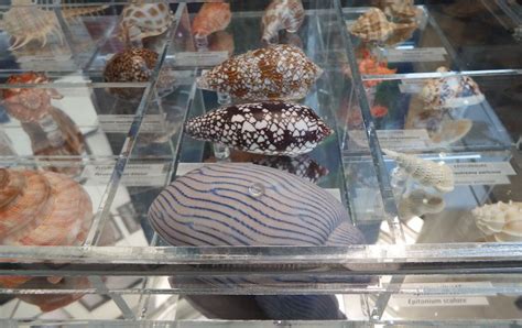 Image result for Seashell Collection