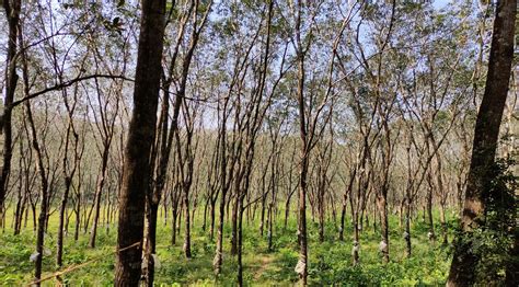 Landslide capital of India: Why Kerala needs vulnerability data and a ...