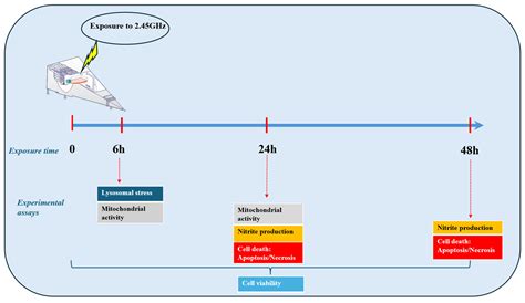 Radiofrequency Fields at 2.45 GHz Reprogram Mitochondria–Lysosome ...