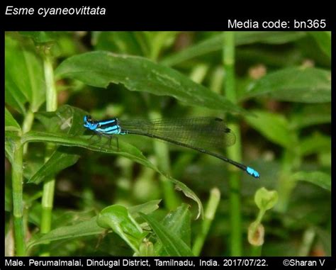 Esme cyaneovittata | Odonata