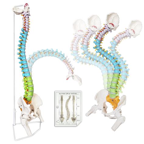 Buy 2024 Newest Flexible Spine Model, 34.6'' Life Size Human Spinal ...