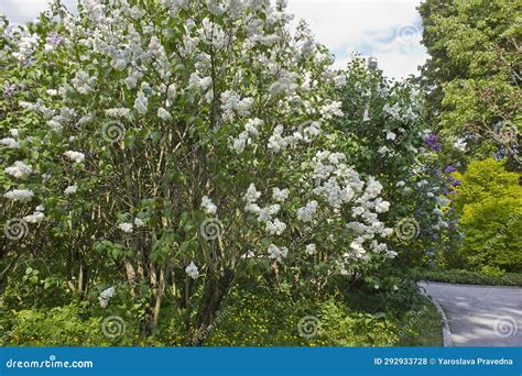 White lilacs in the park stock photo. Image of bush - 292933728