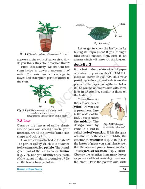 Getting To Know Plants - NCERT Book of Class 6 Science