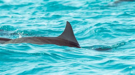 Wallpaper dolphin, fin, water hd, picture, image
