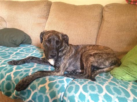 Mountain Cur Breed Info