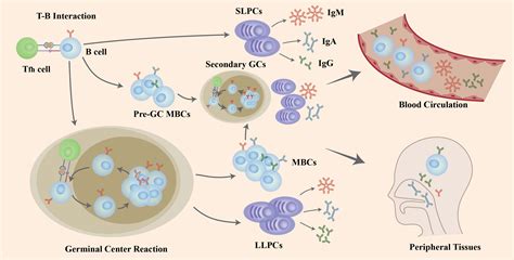 Image result for B Lymphocytes Function