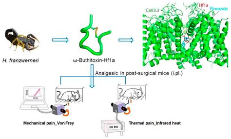 Novel Scorpion Toxin ω-Buthitoxin-Hf1a Selectively Inhibits Calcium ...