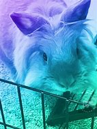 Image result for Fall Cute Bunny White